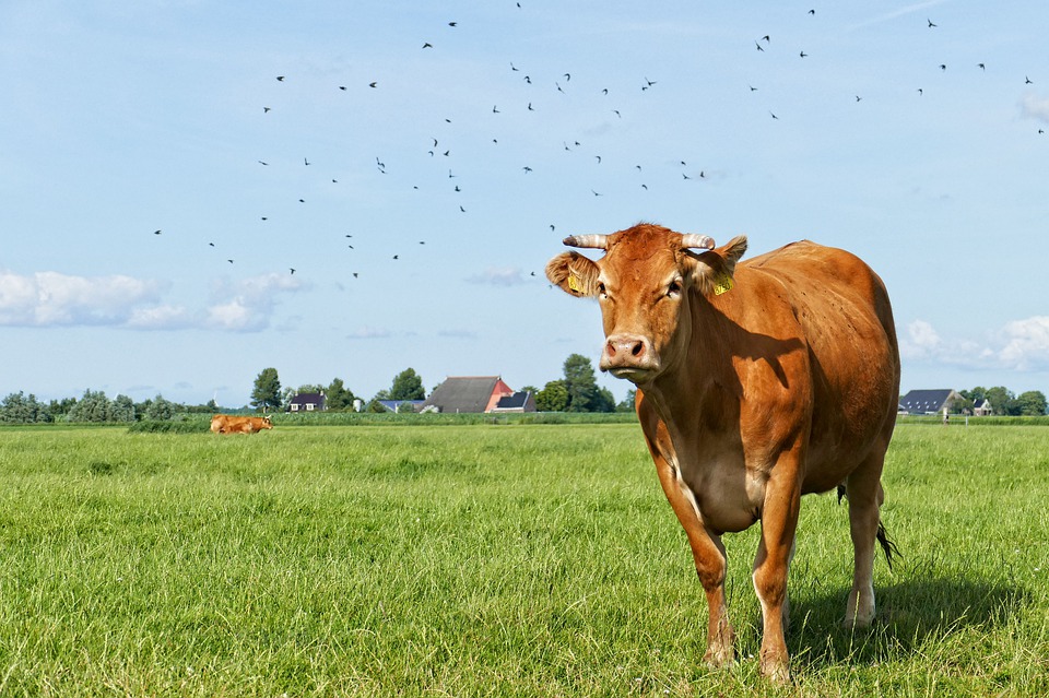 Cow supply chain traceability and food safety